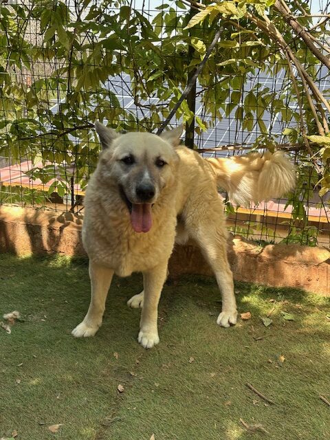 Brutus (18)