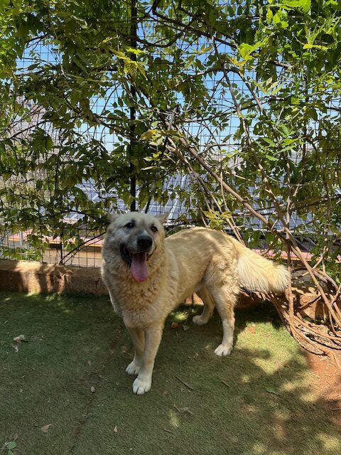 Brutus (19)