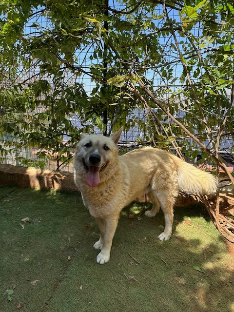 Brutus (20)