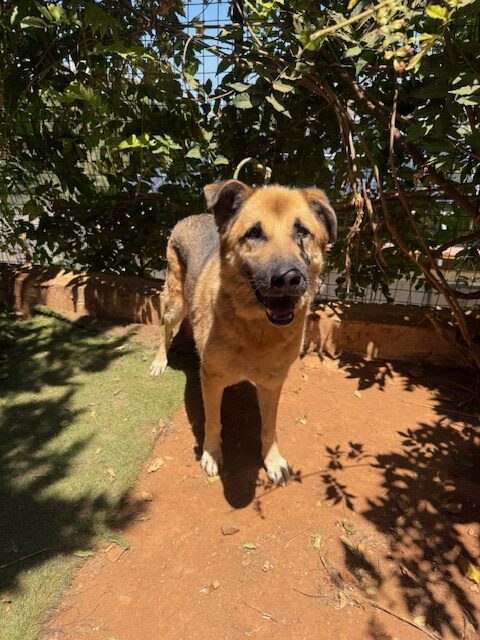 Amigo (10)