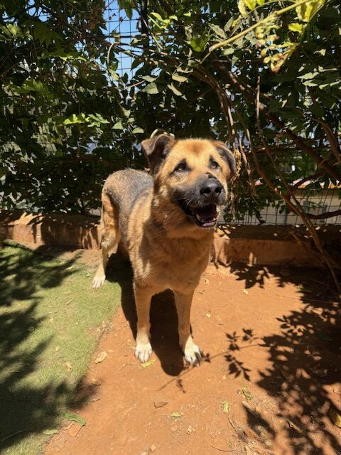 Amigo (11)