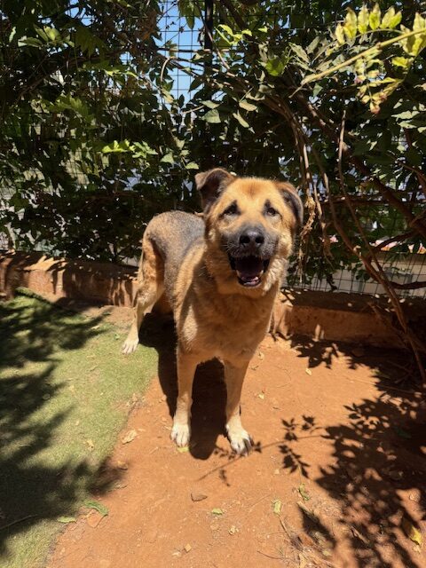 Amigo (12)