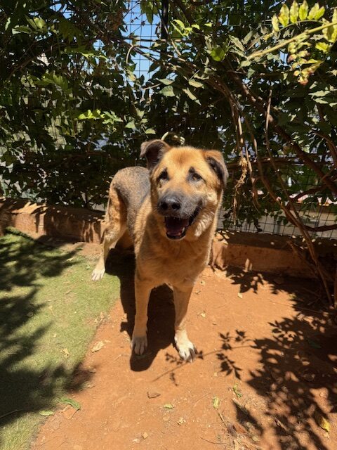 Amigo (13)