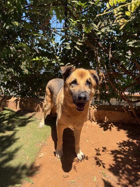 Amigo (14)