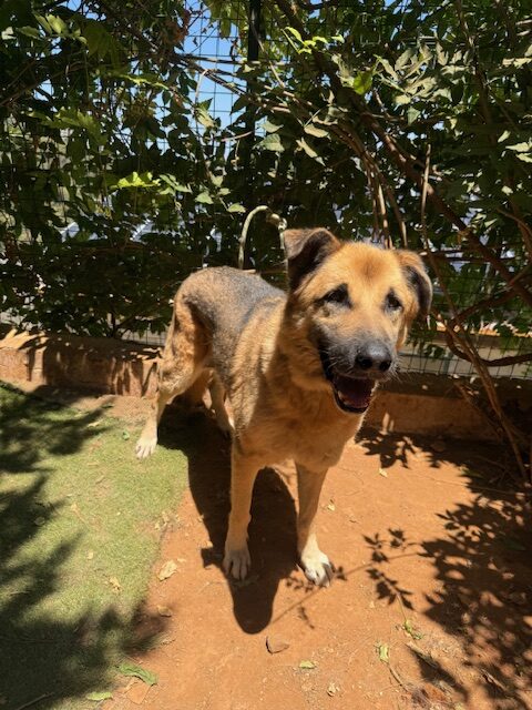 Amigo (15)