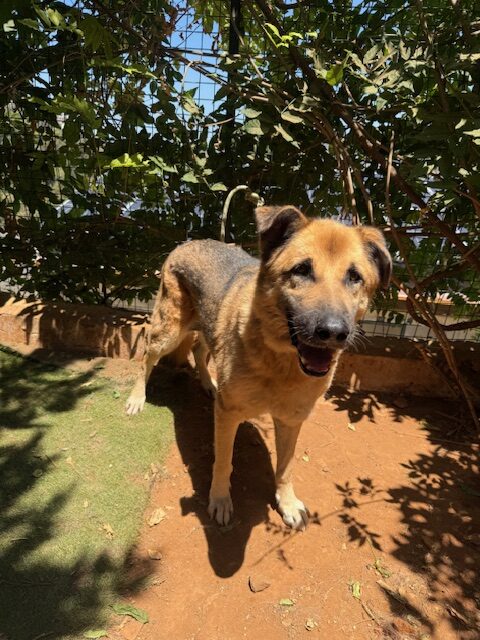 Amigo (16)