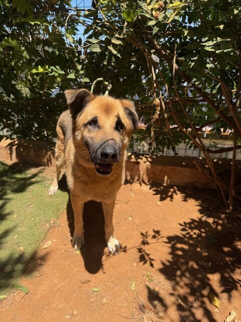 Amigo (17)