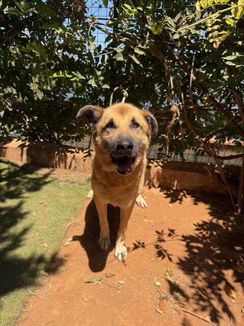 Amigo (18)