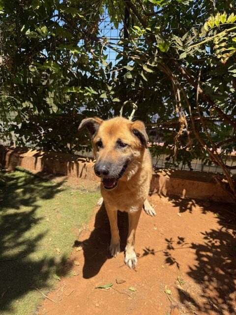 Amigo (19)