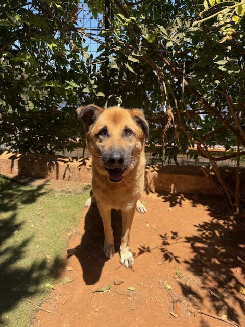 Amigo (20)