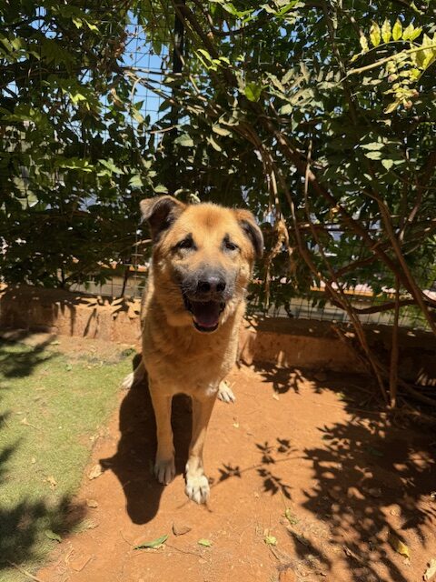 Amigo (21)