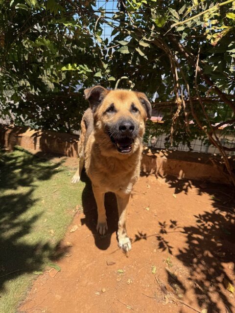 Amigo (9)