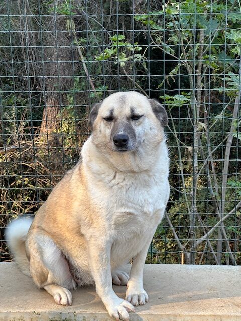 Olive (33)