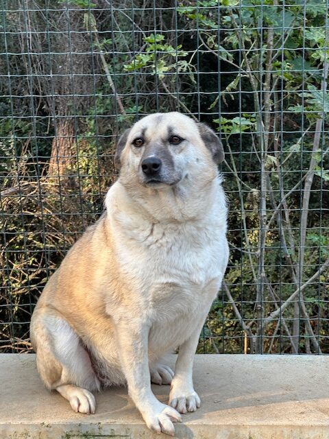 Olive (34)