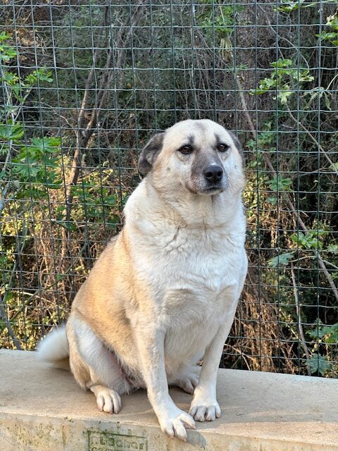 Olive (35)