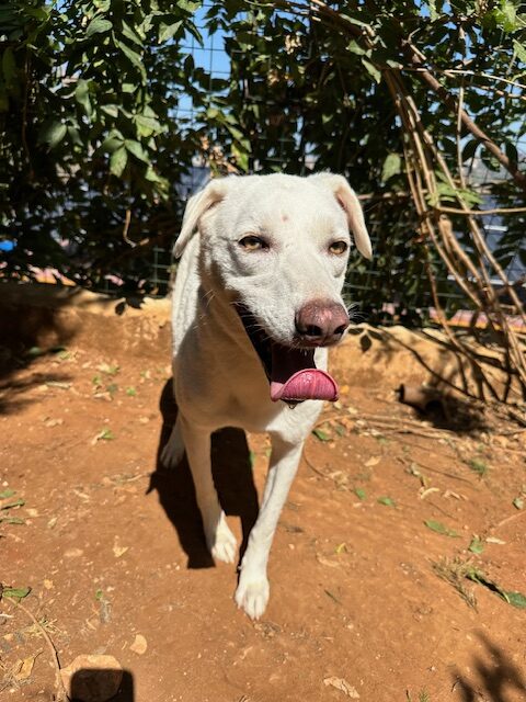 Sheera (19)
