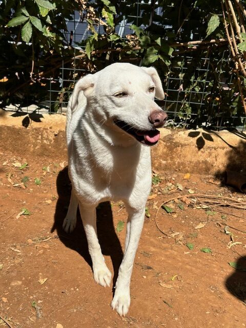 Sheera (26)