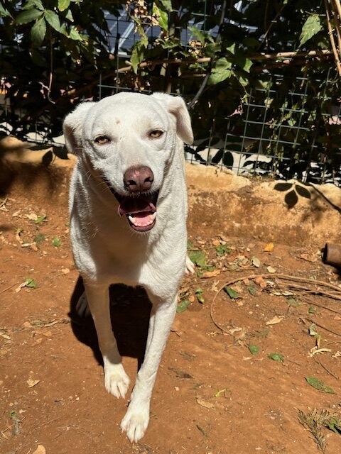 Sheera (27)