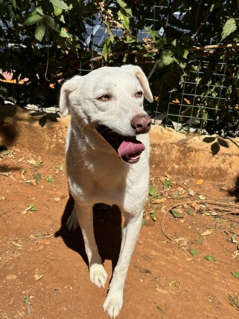 Sheera (28)