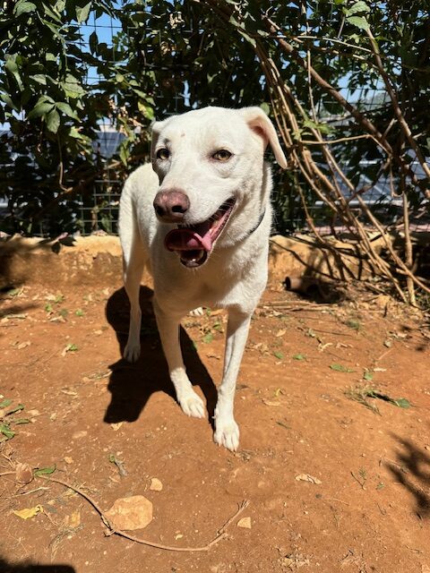 Sheera (30)