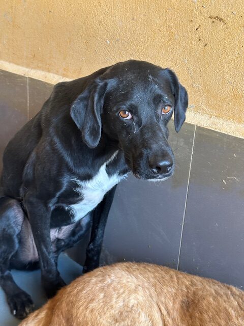 Anubis (10)