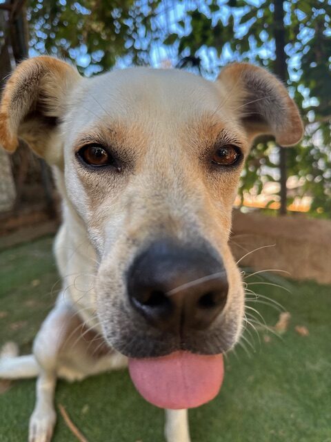 Dickie (27)
