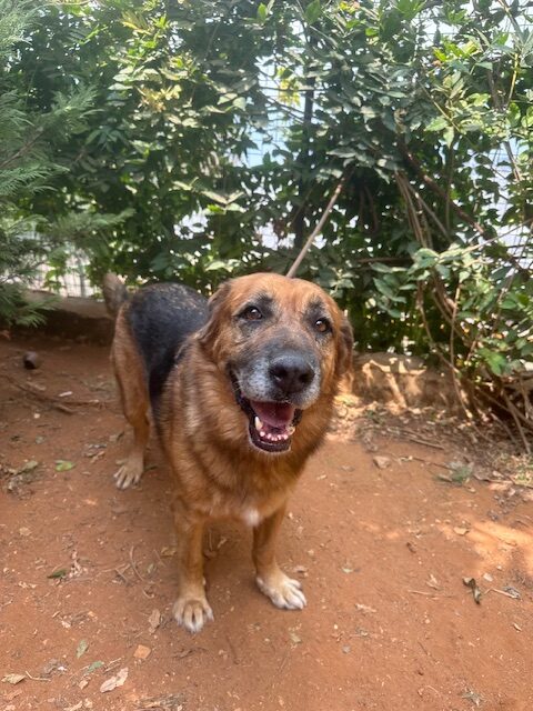 Samson (35)