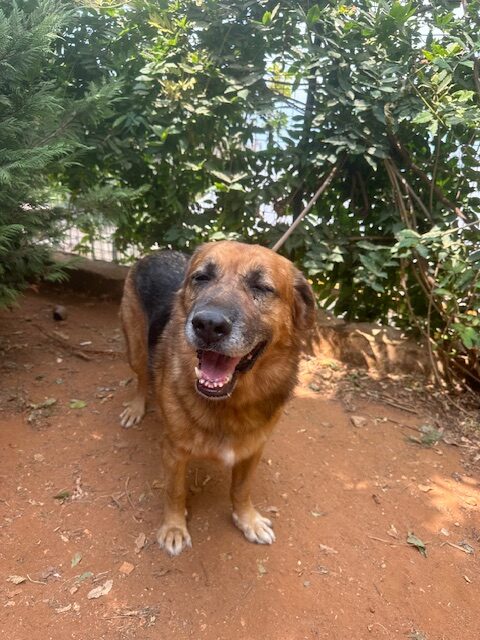 Samson (36)