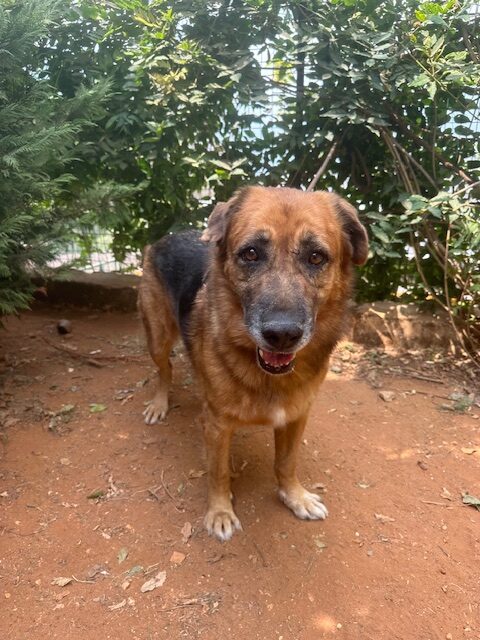 Samson (37)