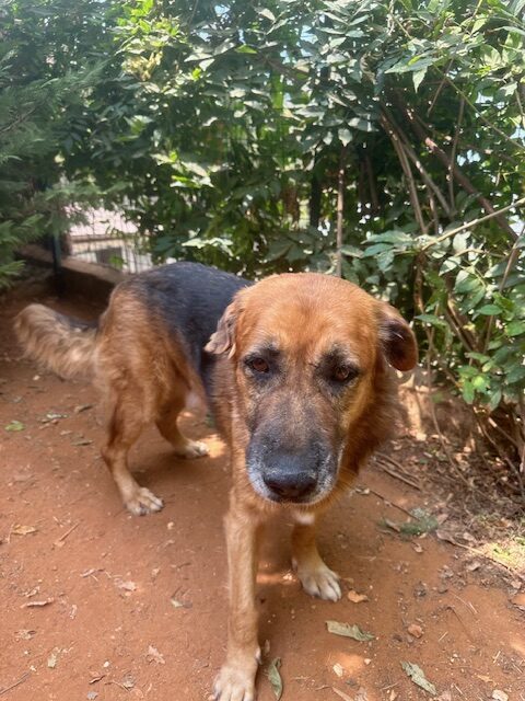 Samson (38)