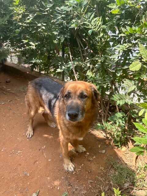 Samson (39)