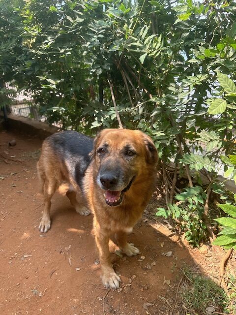 Samson (40)