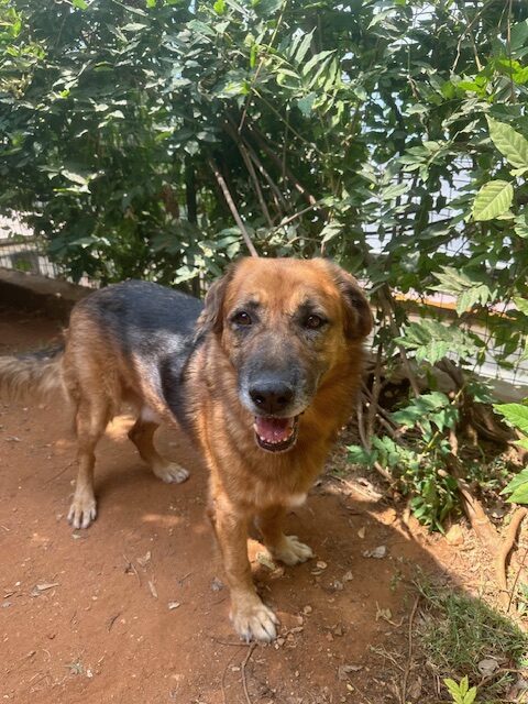 Samson (41)