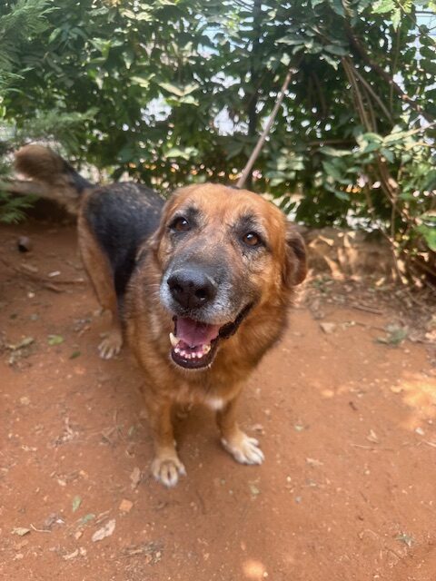 Samson (42)