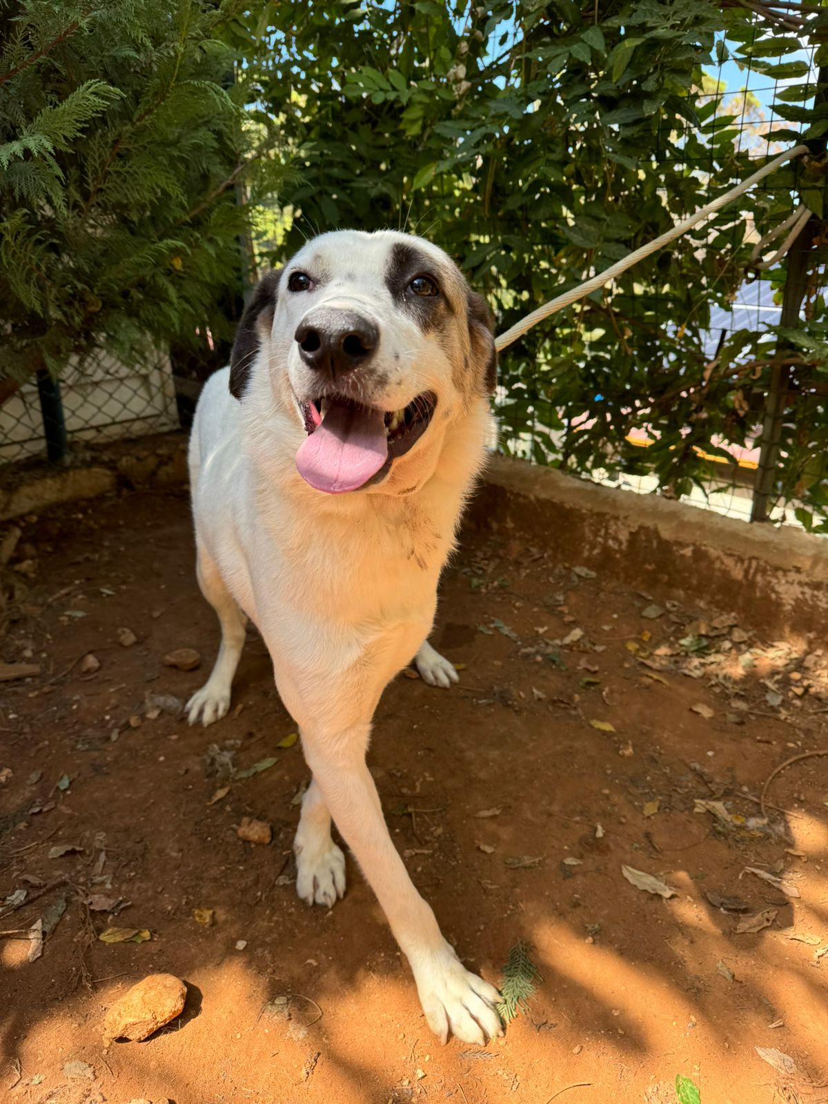 Zola (16)