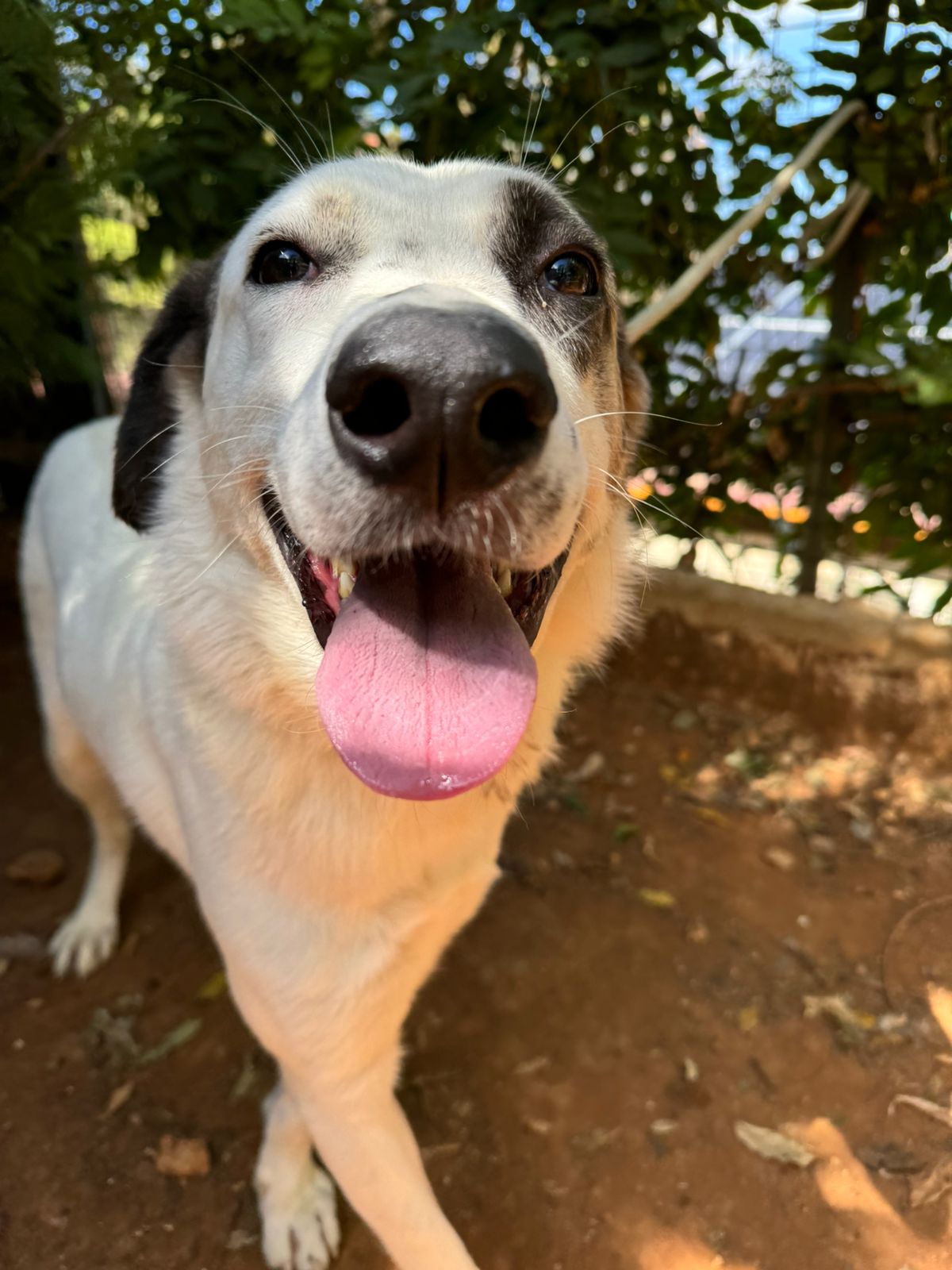 Zola (18)