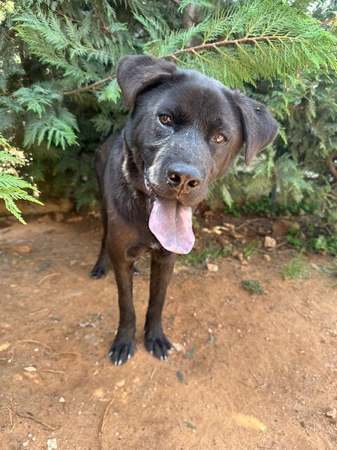 Lufy-10-rotated