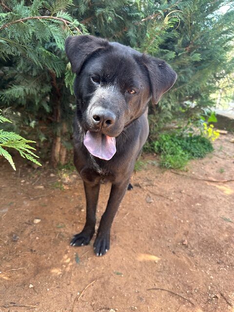 Lufy-2-rotated