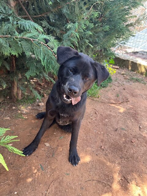 Lufy-3-rotated