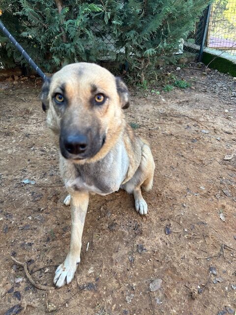 Saskia (2)