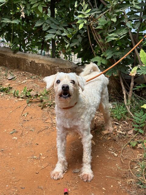 Fosto (12)
