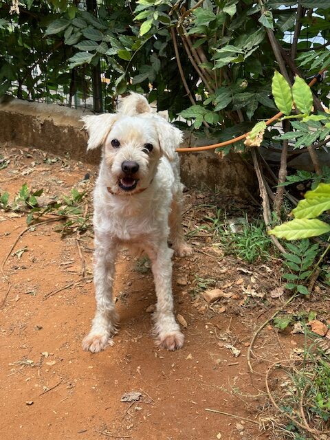 Fosto (14)