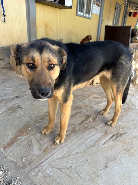 Ruffo (14)