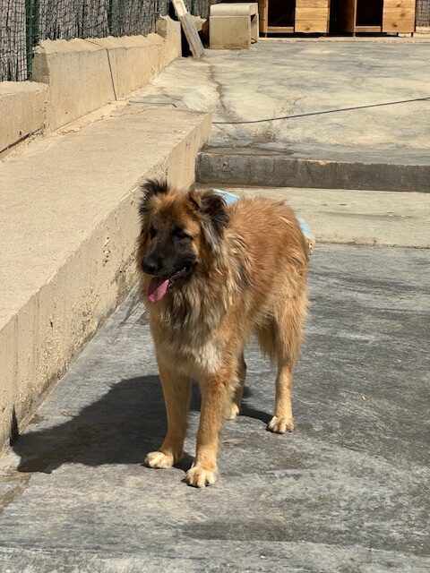 Buggle (28)