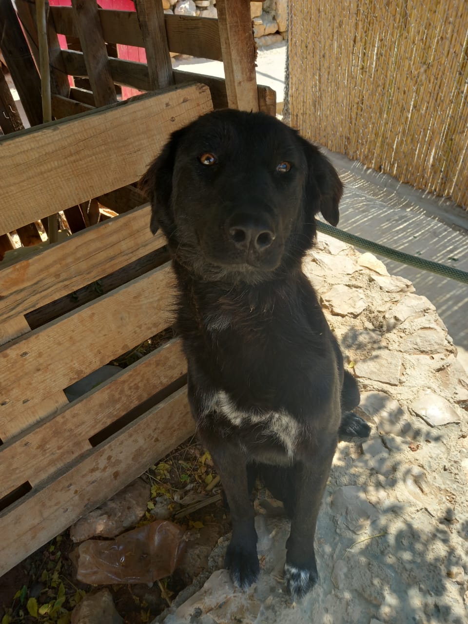 Dodie (1)