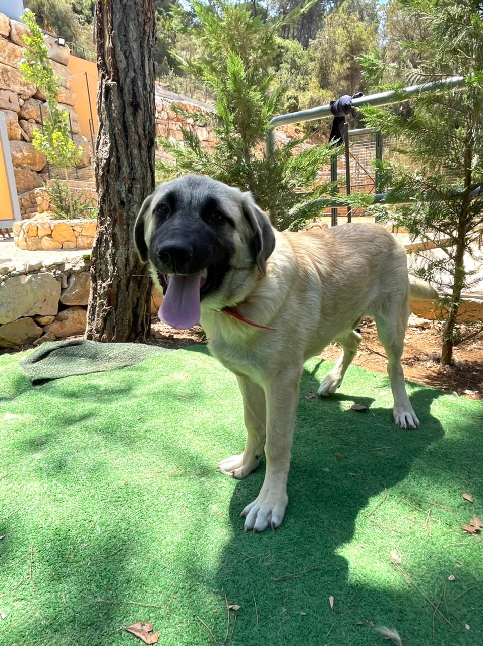 Kojak (10)
