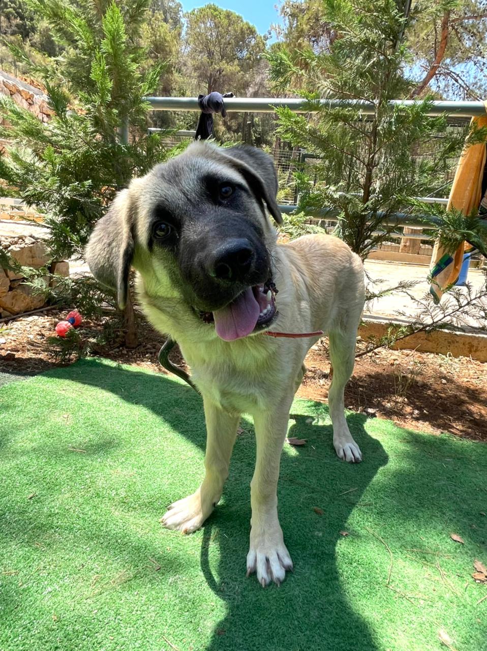 Kojak (9)