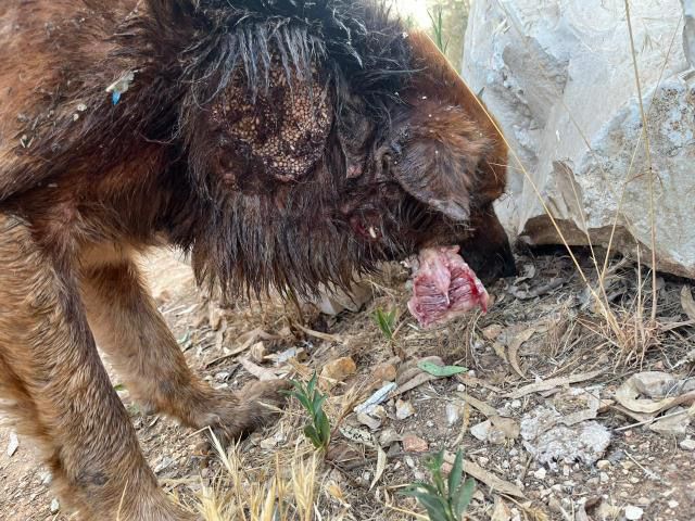 Samson (10)