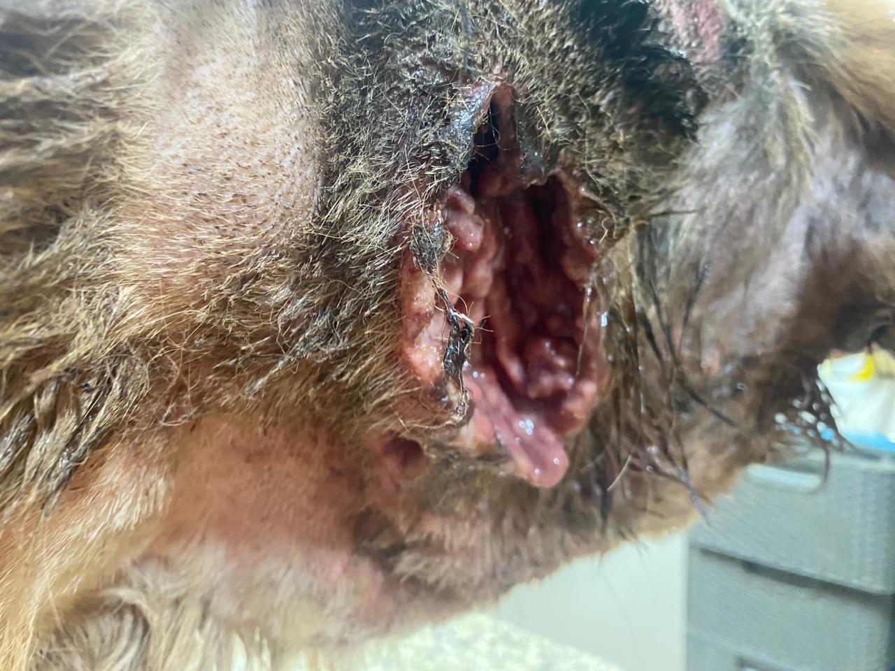 Samson (16)