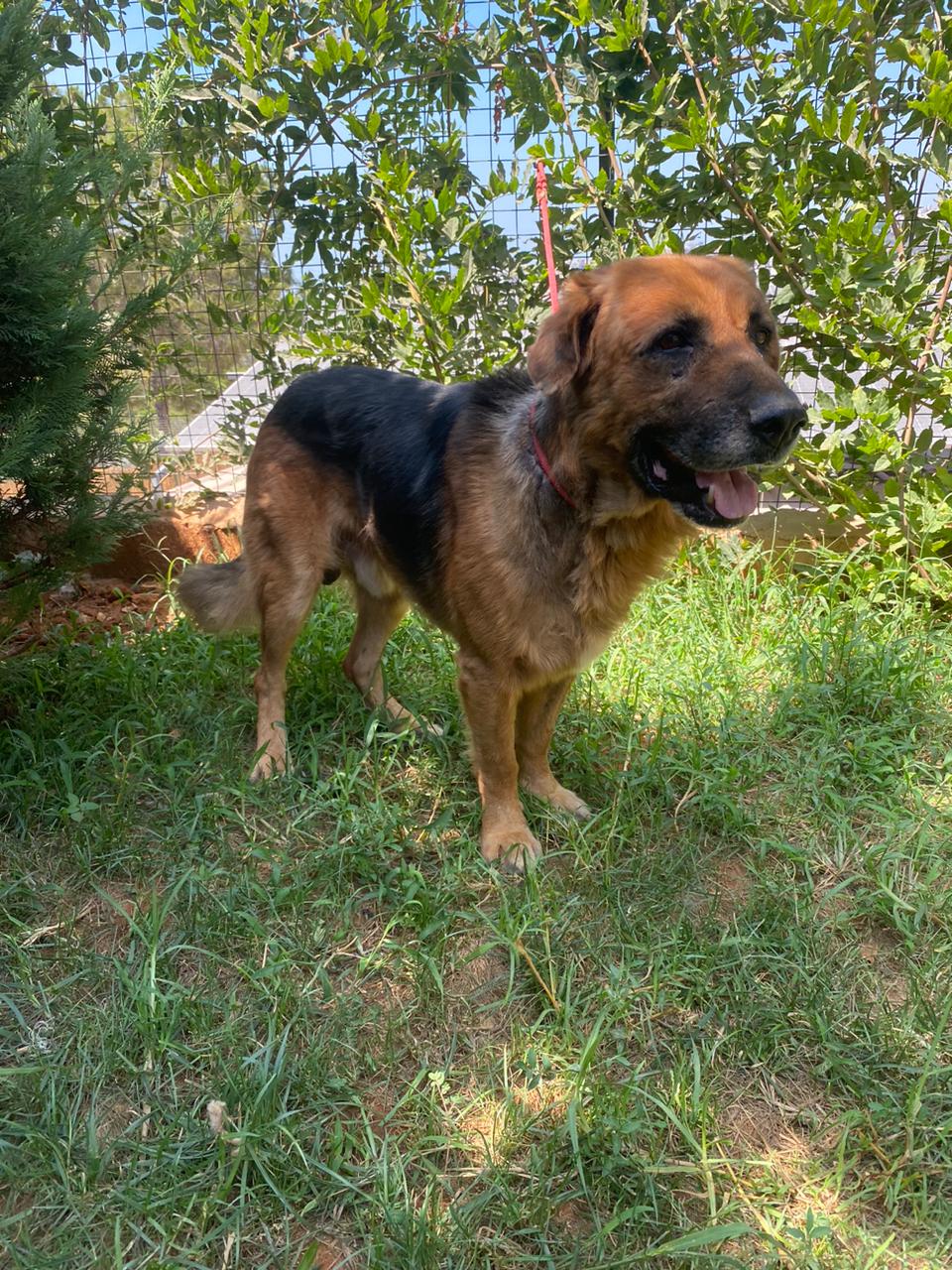 Samson (20)